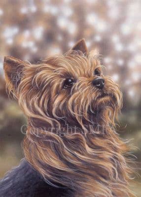 Yorkshire Terrier Blank Greetings Card 'Yorkshire Terrier Head Study' by Paul Doyle C231