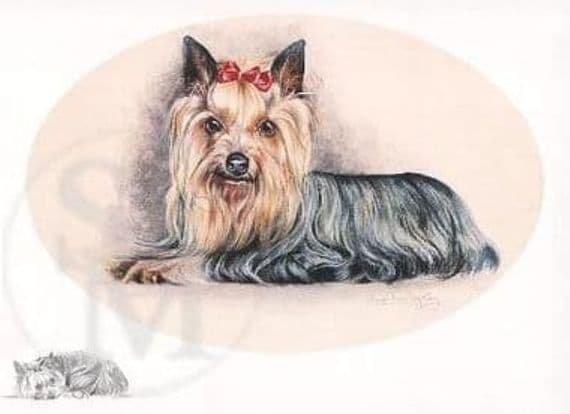 Yorkshire Terrier Open Edition Print 