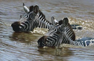 Zebra Limited Edition Print 'Neck and Neck' by Pip McGarry