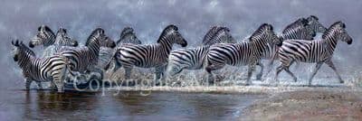 Zebra Limited Edition Print 'Zebra Crossing' by Pip McGarry