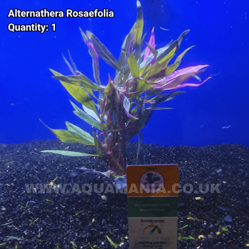 Alternathera Rosaefolia (Magenta Water Hedge) - Live Aquatic / Fish Plant
