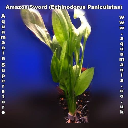 Amazon Sword Plant (Echinodorus Paniculatus) - Live Aquatic / Fish Plant