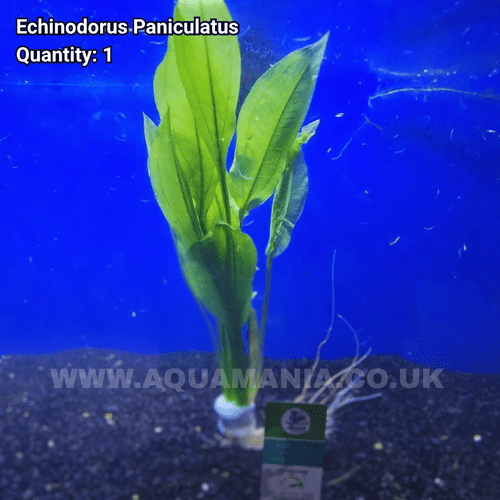 Amazon Sword Plant (Echinodorus Paniculatus) - Live Aquatic / Fish Plant