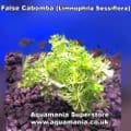 Ambulia Cabomba (Limnophila Sessiflora Ambula) - Live Aquatic / Fish Plant