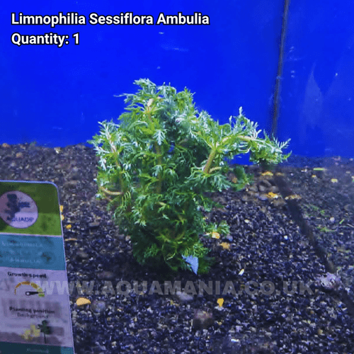 Ambulia False Cabomba (Limnophila Sessiflora Ambula) - Live Aquatic / Fish Plant