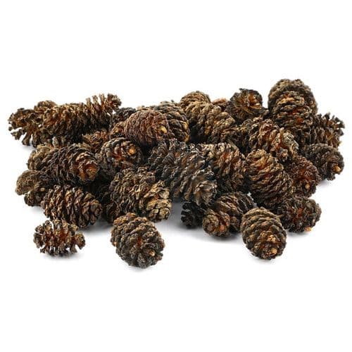 Aquamania Black Alder Cones (Alnus Glutinosa) 50g