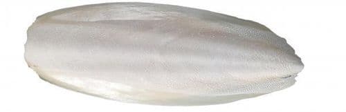 Aquamania Cuttlefish bone / cuttlebone (Estimated 95-105g)