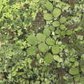 Aquamania Dragonfly 1000L - Wildlife Pond Kit Full / Complete Starter