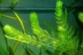 Aquamania Dragonfly 1000L - Wildlife Pond Kit Full / Complete Starter