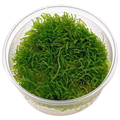 Barbieri Moss (Taxiphyllum Barbieri) - Live Aquatic / Fish Plant