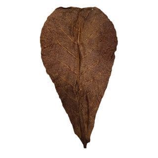 Betta Choice Catappa Leaves XL (Range)