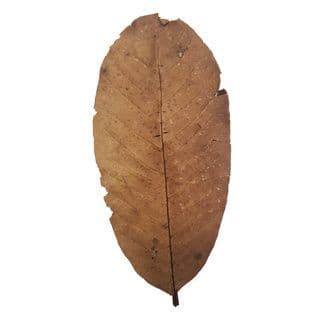 Betta Choice Guava Leaves (15 pk)