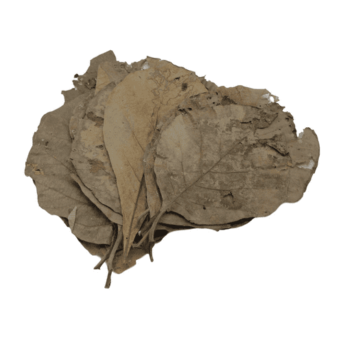 Betta Choice Teak Leaves (10 pk)
