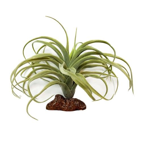 Betta Terra Air Plant (19cm) - RP018