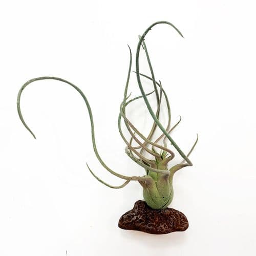 Betta Terra Air Plant (21cm) - RP017