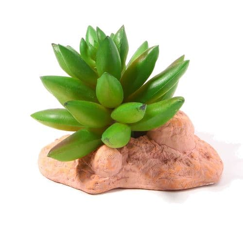 Betta Terra Succulent Plant (10cm) - RP011