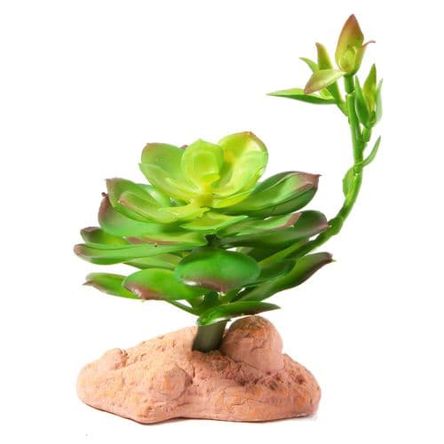 Betta Terra Succulent Plant (17cm) - RP014