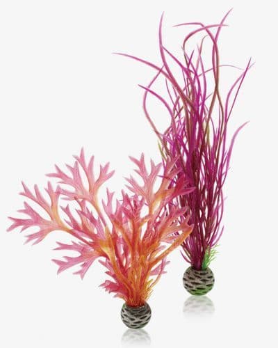 Biorb Plant Pack Red Medium