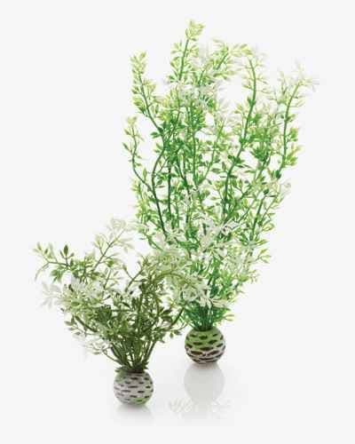 Biorb Plant Winter Flowers