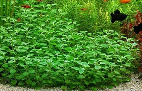 Cardinal Lobellia (Lobelia Cardinalis) - Live Aquatic / Fish Plant