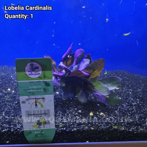 Cardinal Lobellia (Lobelia Cardinalis) - Live Aquatic / Fish Plant