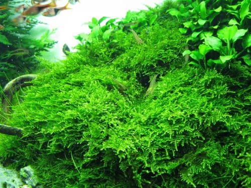Christmas Moss (Vesicularia montagnei) - Live Aquatic / Fish Plant
