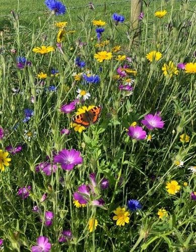 Cornfield Annuals Wildflower Seeds Mix 25g
