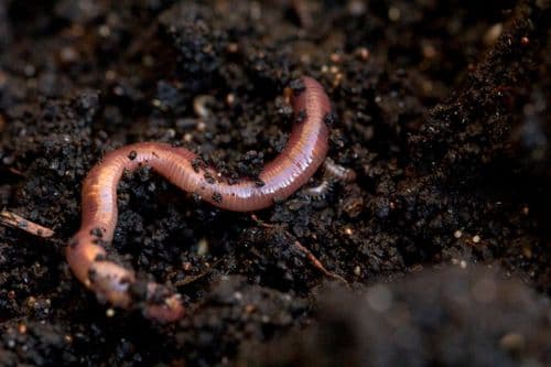 Earthworms - Reptile Live Food