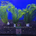 Egeria Najas Green Narrow Leaf  - Live Aquatic / Fish Plant