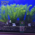 Egeria Najas Green Narrow Leaf  - Live Aquatic / Fish Plant