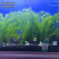 Egeria Najas Green Narrow Leaf  - Live Aquatic / Fish Plant
