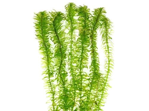 Egeria Najas Green Narrow Leaf - Live Aquatic / Fish Plant