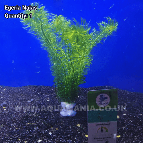 Egeria Najas Green Narrow Leaf - Live Aquatic / Fish Plant