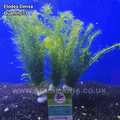 Elodea Oxygenator (Elodea Densa) - Live Aquatic / Fish Plant