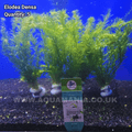 Elodea Oxygenator (Elodea Densa) - Live Aquatic / Fish Plant