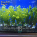 Elodea Oxygenator (Elodea Densa) - Live Aquatic / Fish Plant