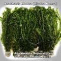 Elodea Oxygenator (Elodea Densa) - Live Aquatic / Fish Plant
