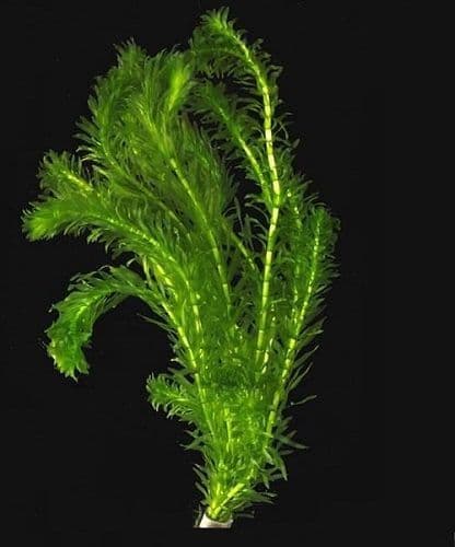 Elodea Oxygenator (Elodea Densa) - Live Aquatic / Fish Plant