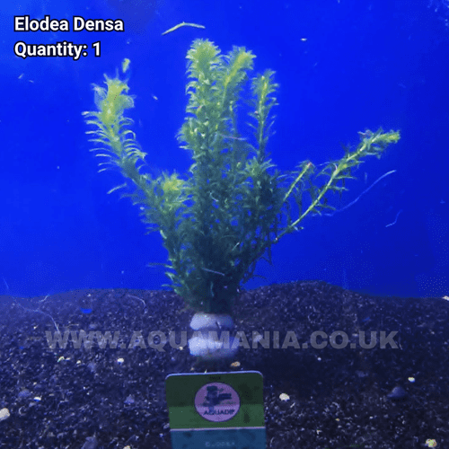 Elodea Oxygenator (Elodea Densa) - Live Aquatic / Fish Plant