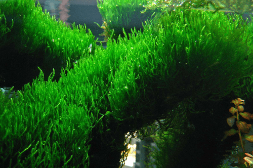 Flame Moss (Taxiphylum Flame) - Live Aquatic / Fish Plant