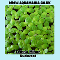 Floating Plants Multi-Deal | Limnobium Laevigatum, Lemna Minor,  Salvinia Natans and Mixed