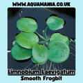 Floating Plants Multi-Deal | Limnobium Laevigatum, Lemna Minor,  Salvinia Natans and Mixed