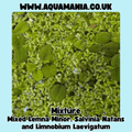 Floating Plants Multi-Deal | Limnobium Laevigatum, Lemna Minor,  Salvinia Natans and Mixed