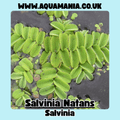Floating Plants Multi-Deal | Limnobium Laevigatum, Lemna Minor,  Salvinia Natans and Mixed