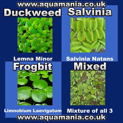 Floating Plants Multi-Deal | Limnobium Laevigatum, Lemna Minor, Salvinia Natans and Mixed