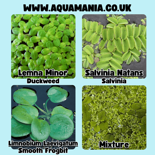 Floating Plants Multi-Deal | Limnobium Laevigatum, Lemna Minor, Salvinia Natans and Mixed