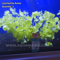 Golden Creeping Jenny (Lysimachia Aurea)  - Live Aquatic / Fish Plant