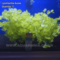 Golden Creeping Jenny (Lysimachia Aurea)  - Live Aquatic / Fish Plant