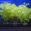 Golden Creeping Jenny (Lysimachia Aurea)  - Live Aquatic / Fish Plant