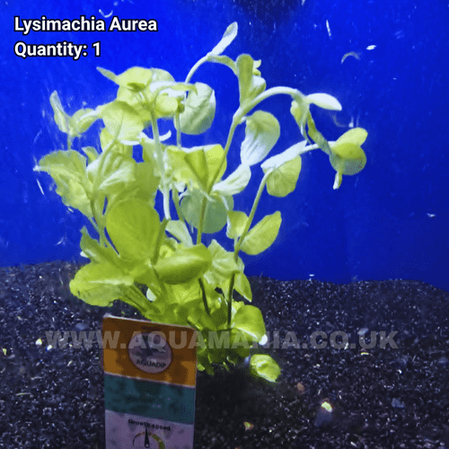 Golden Creeping Jenny (Lysimachia Aurea) - Live Aquatic / Fish Plant